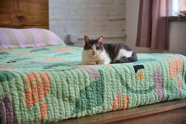 Live-Edge Platform Bed, Philadelphia, PA